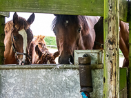 KS300622-107 - Kirtlington Stud Visit